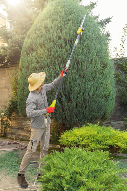 Best Pest Control for Lawns  in Lennox, CA